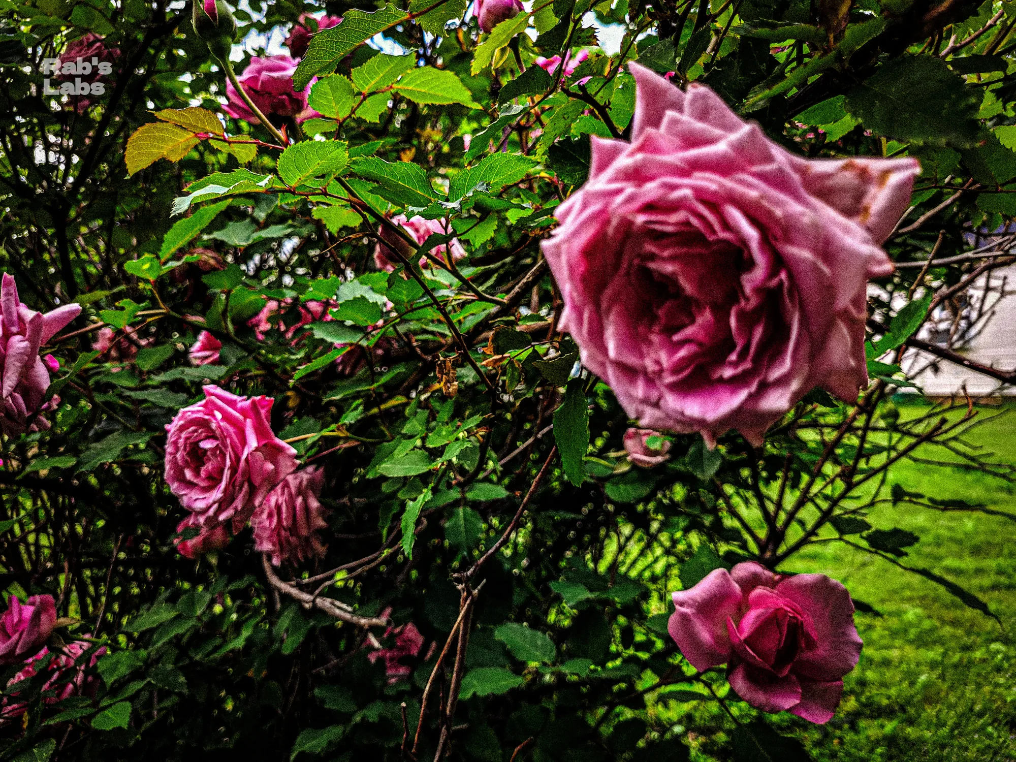 Cluster of vivid pink roses in a green garden