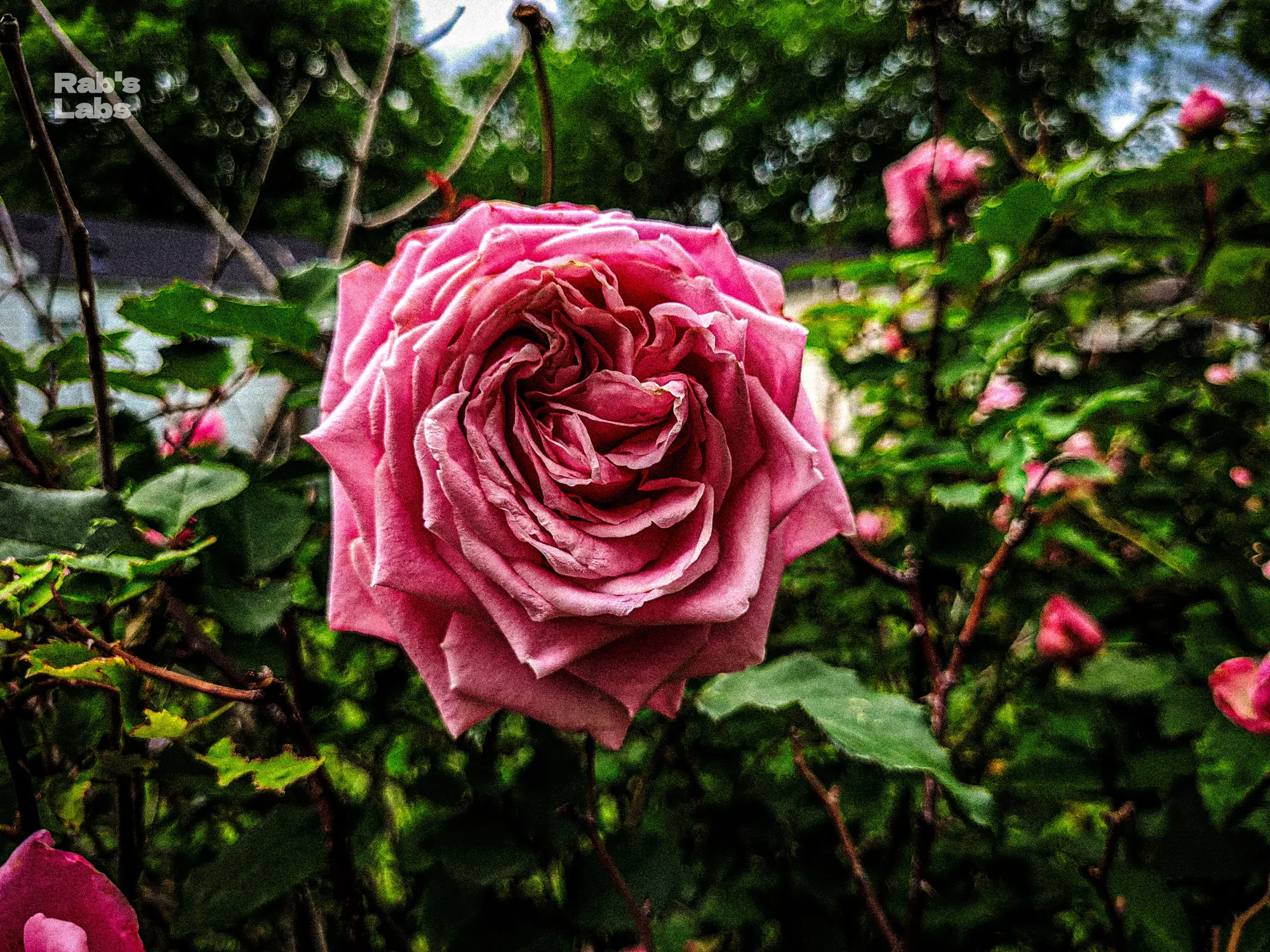 Close view of a layered pink rose surrounded by leaves