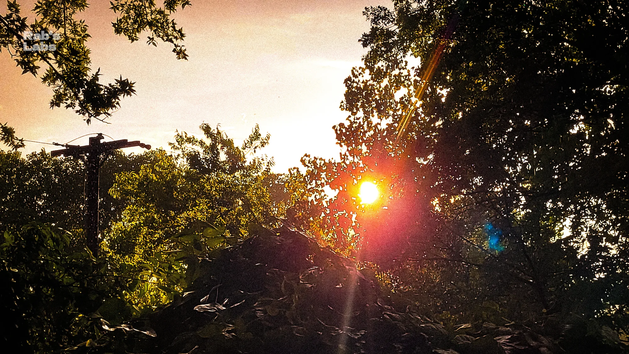 Warm sunset shining through silhouetted trees