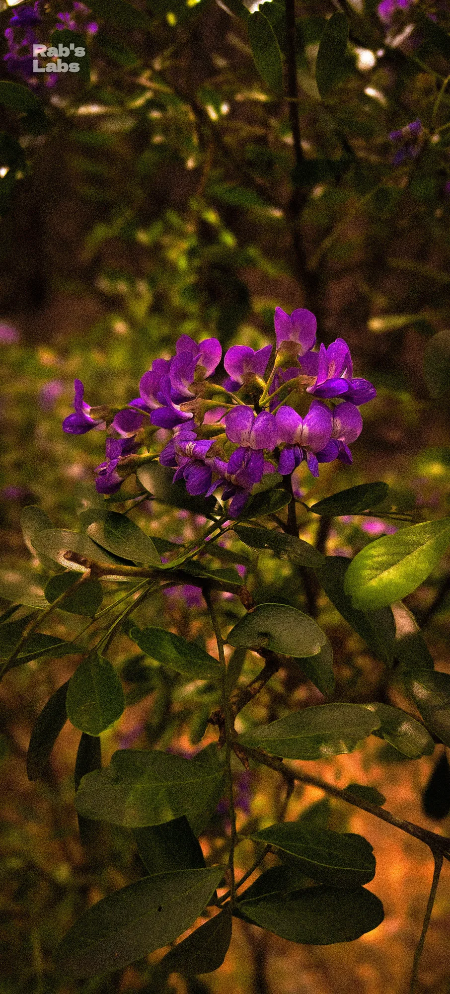 Purple wildflowers isolated against a dark leafy background